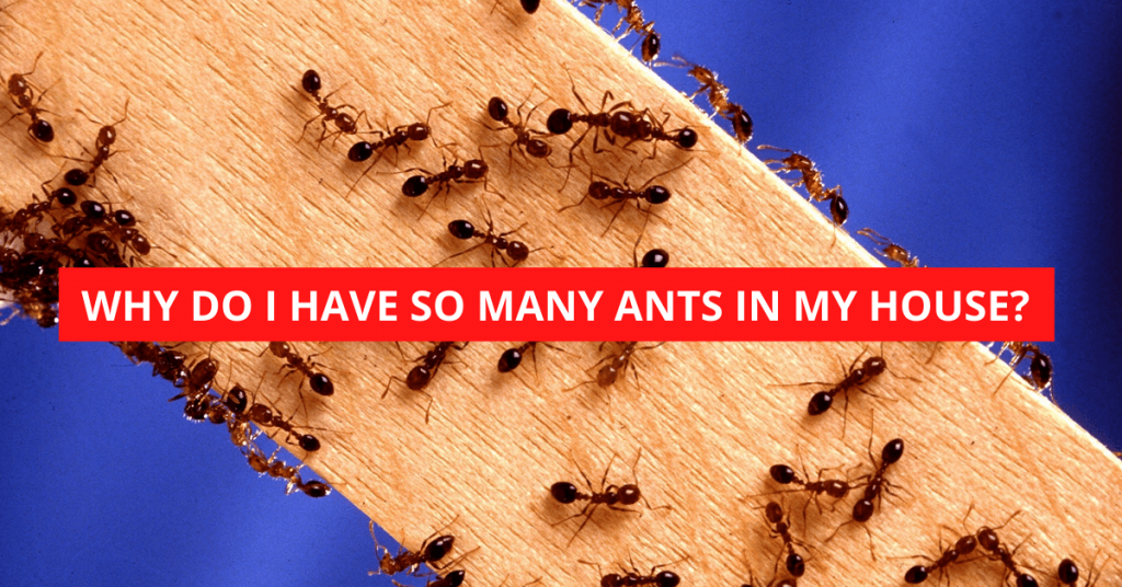 WHY DO I HAVE SO MANY ANTS IN MY HOUSE 1024x536 
