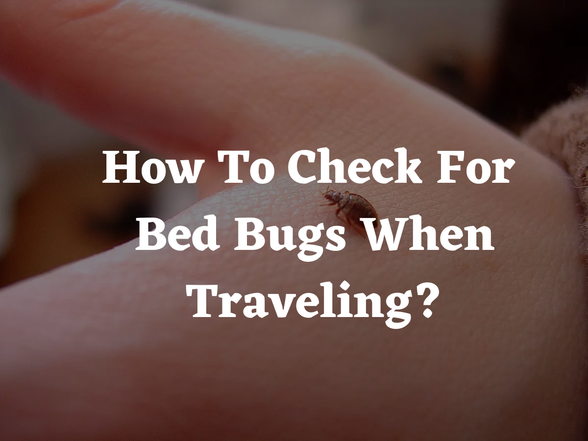 How to Get Rid of Bed Bugs While Traveling - Destinationless Travel