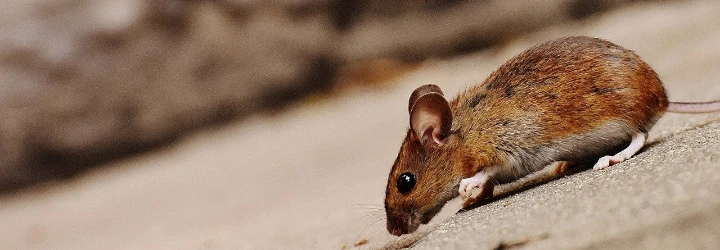 mice removal toronto and gta services