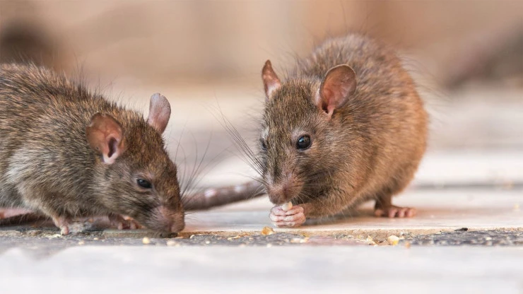 Toronto pest control to get rid of rats in no time.
